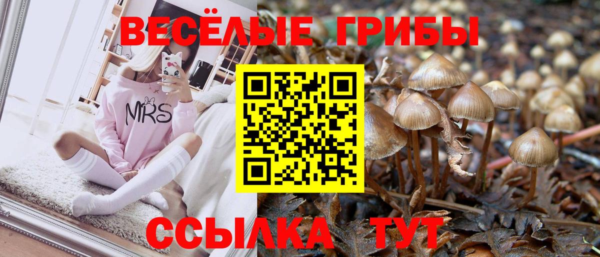 Галлюциногенные грибы Psilocybe Мценск